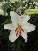 [4238 Siberia HLC2L No02.JPG]